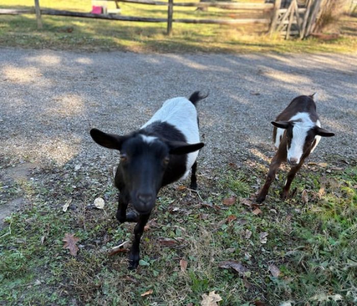 0f4486bb-e1c1-4907-a547-705a0cbd699d