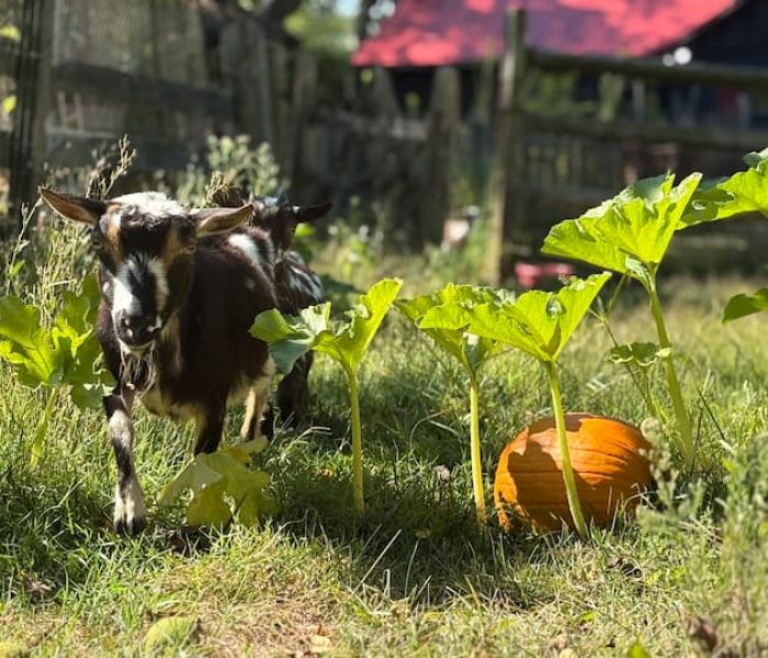 973650e9-4b3f-4f1a-8b74-a45f34255158