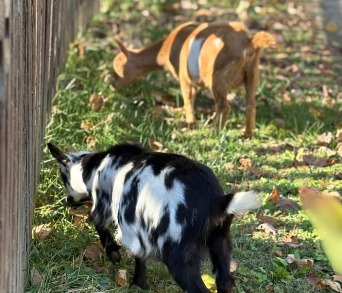 afa60721-0fe6-442e-a362-be274eeffd19